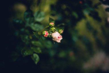 güzel pembe çiçek