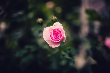 güzel pembe çiçek