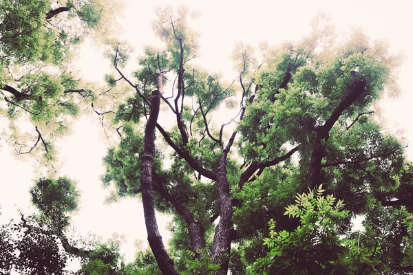 Árboles verdes en el parque — Foto de Stock