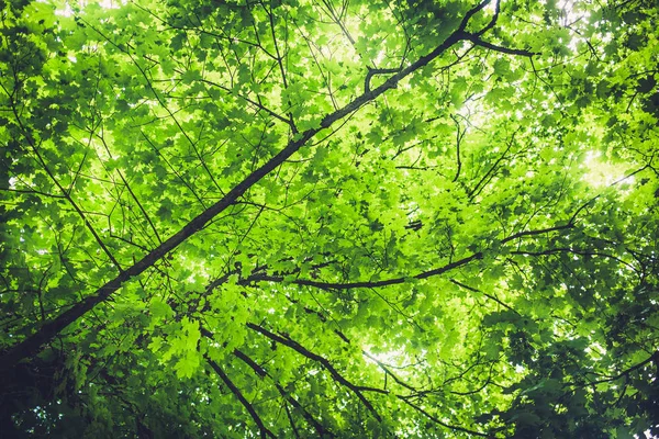 Зеленые листья на деревьях в парке — стоковое фото