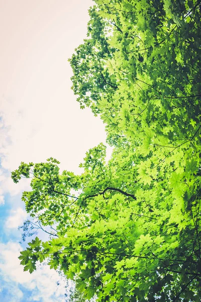 푸른 하늘에 푸른 나무 — 스톡 사진