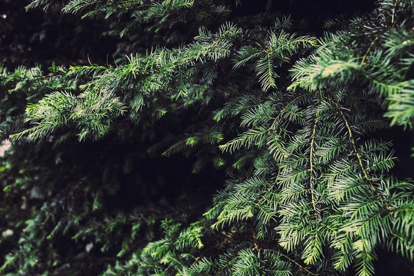 Красивое вечнозеленое дерево — стоковое фото