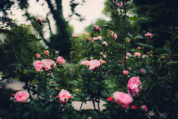 Güzel pembe çiçekler — Stok fotoğraf