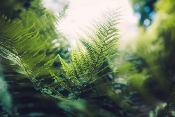 Close-up of green leaves of fern — Stock Photo, Image