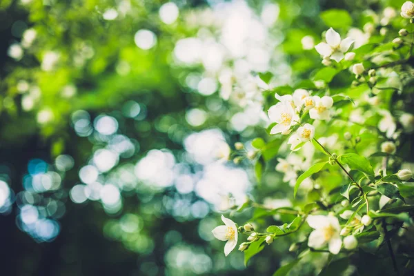 美丽的白色鲜花，在树枝上 — 图库照片