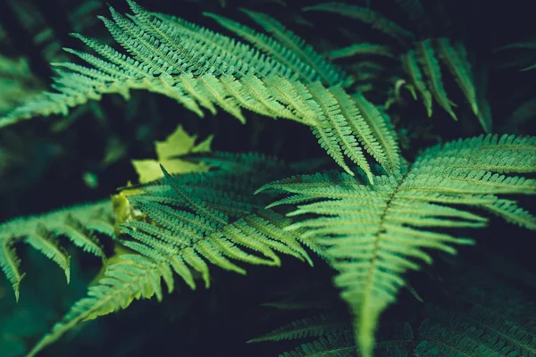 Gros plan sur les feuilles vertes de fougère — Photo