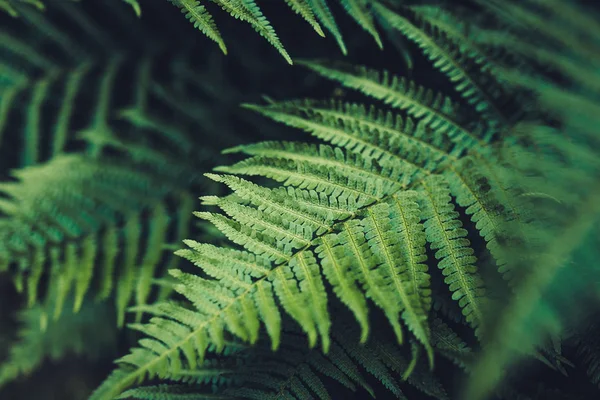 Folhas verdes de samambaia na floresta — Fotografia de Stock