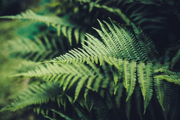 Folhas verdes de samambaia na floresta — Fotografia de Stock