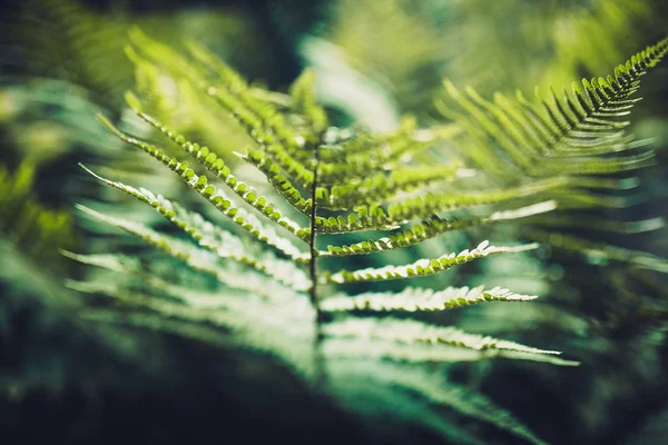 Folhas verdes de samambaia — Fotografia de Stock