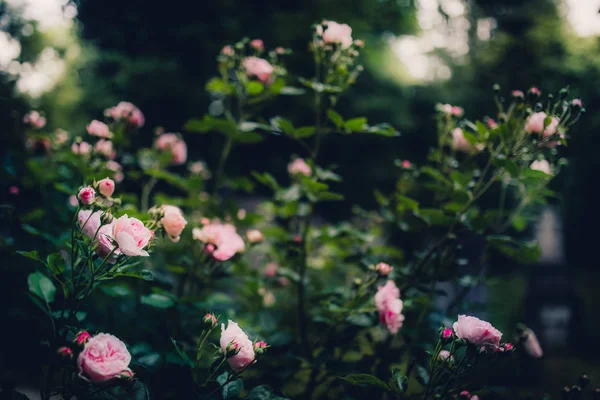 Güzel çiçekler Close-Up — Stok fotoğraf