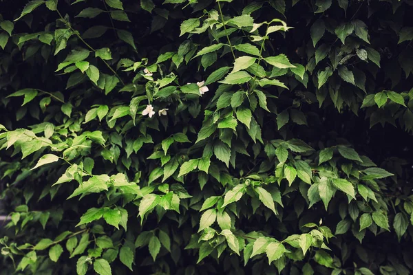 Fleurs blanches sur branches vertes — Photo