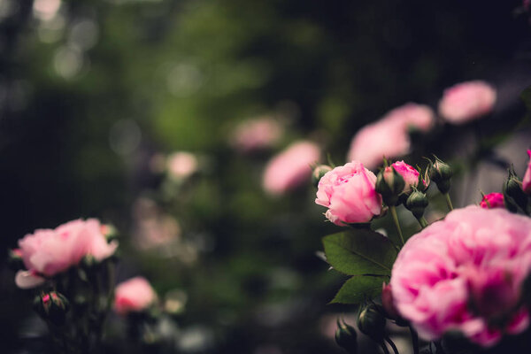 close-up of beautiful flowers