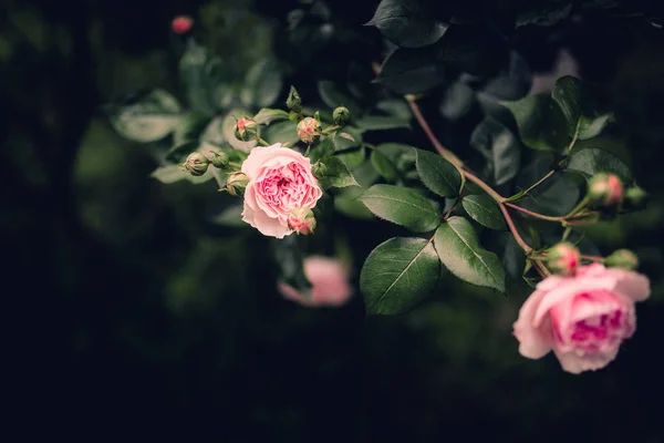 Yeşil arka planda pembe çiçekler — Stok fotoğraf