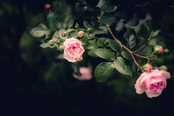 Yeşil arka planda pembe çiçekler — Stok fotoğraf