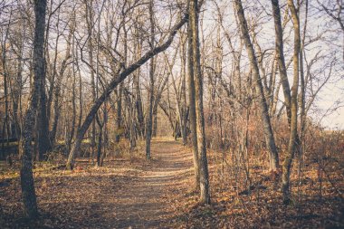 güneşli bir gün sonbahar orman