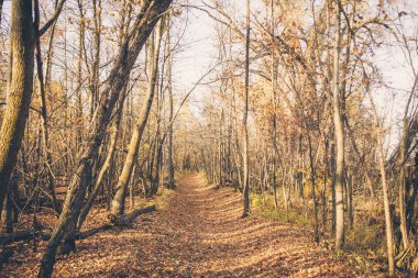 güneşli bir gün sonbahar orman