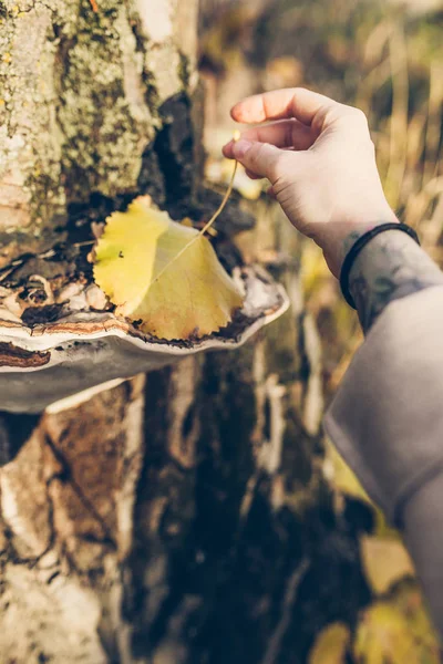 Woman hand holding yellow leaf — Stock Photo, Image