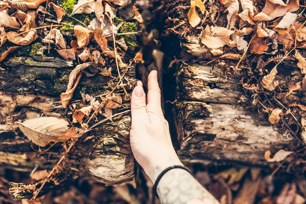 Hand near yellow leaves — Stock Photo, Image