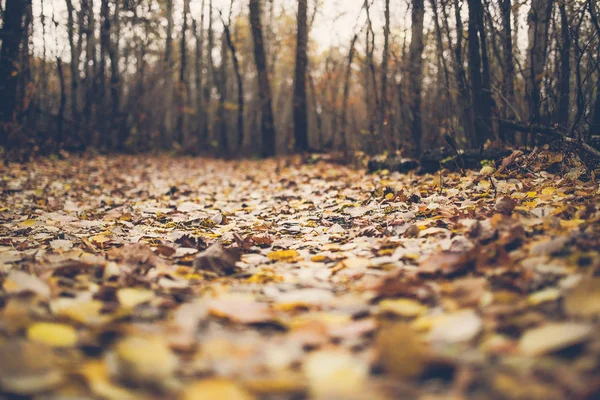 Gelbe Blätter und Bäume — Stockfoto