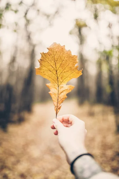 Woman hand holding yellow leaf — Stock Photo, Image