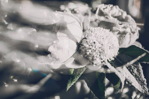 Primer Plano Hermoso Ramo Flores Peonías Sobre Fondo Vintage —  Fotos de Stock