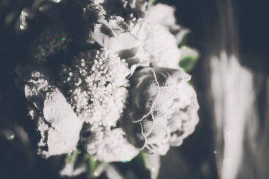 güzel kış peonies ve arka plan üzerinde parıldıyor Close-Up