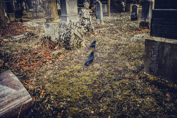 крупный план двух старых надгробий черных ворон на Мюнхенском кладбище в Германии
 