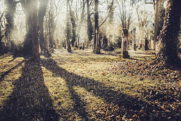 Bäume Und Alte Grabsteine Auf Dem Münchner Friedhof Bei Sonnigem — Stockfoto