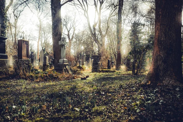 Träd Och Gamla Gravstenar München Cemetery Tyskland Solig Dag — Stockfoto