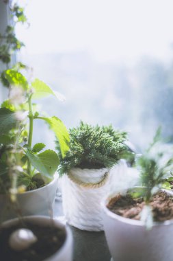 yakın çekim yeşil taze ev bitkilerin beyaz tencere