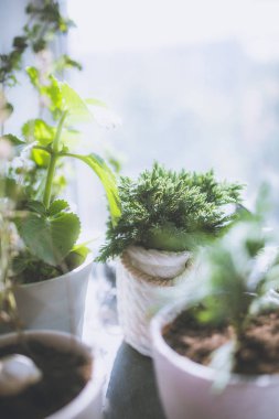 yakın çekim yeşil taze ev bitkilerin beyaz tencere