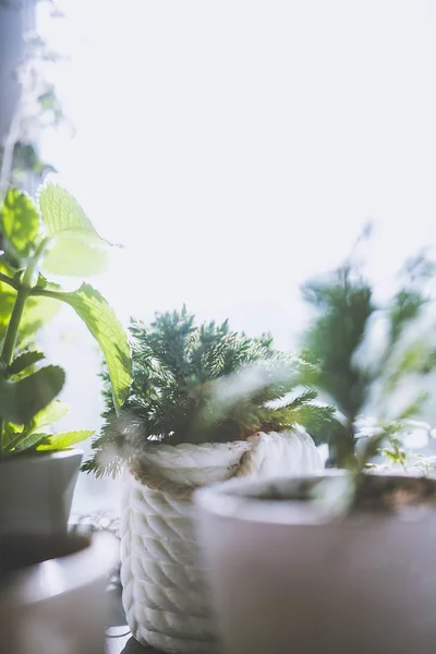Close Green Fresh Home Plants White Pots — Stock Photo, Image