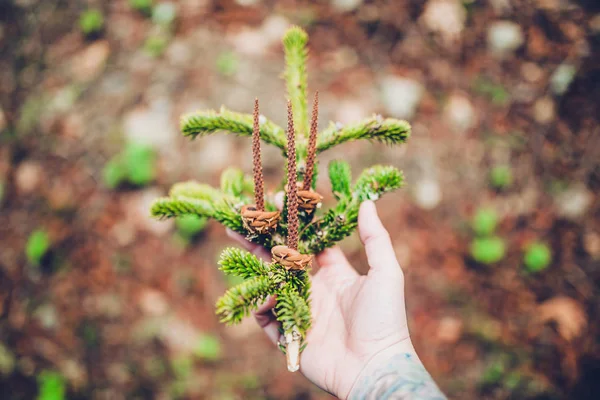 Female Hand Tattoo Holding Fresh Green Branch Pine Tree Wood — Stock Photo, Image