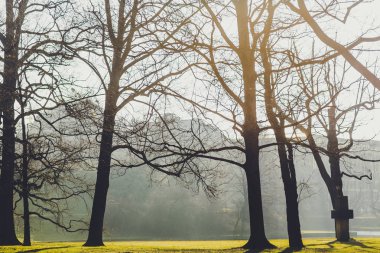 ağaçlar ve Almanya'da Dresden şehir yeşil çim sonbahar park