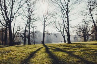 ağaç ve yeşil çim Almanya'da Dresden şehir tarihi binalar