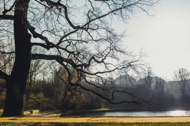 ağaçlar ve Almanya'da Dresden şehir yeşil çim sonbahar park