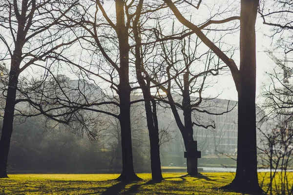 Ağaç Yeşil Çim Almanya Dresden Şehir Tarihi Binalar — Stok fotoğraf