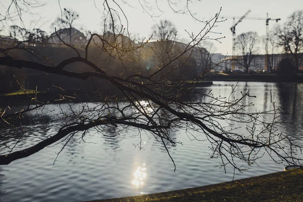 Ağaçlar Almanya Dresden Şehir Içinde Sakin Nehir Sonbahar Park — Stok fotoğraf