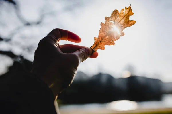 Photo Female Hand Holding Autumn Leaf Blue Sky Background — Stock Photo, Image