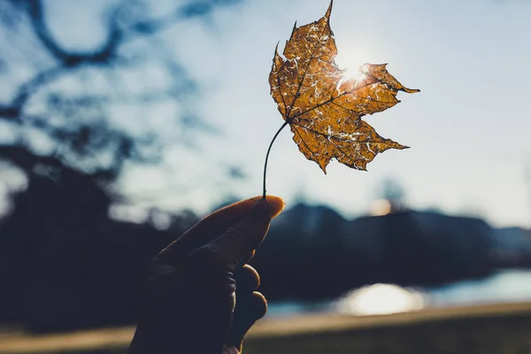 Photo Female Hand Holding Autumn Leaf Blue Sky Background — Stock Photo, Image