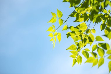 Mavi gök yeşil yaprak 