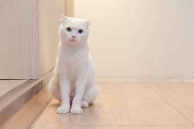 ahşap katta oturan kedi 