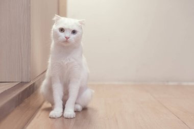 ahşap katta oturan kedi 