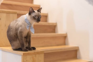 ahşap katta oturan sevimli kedi 