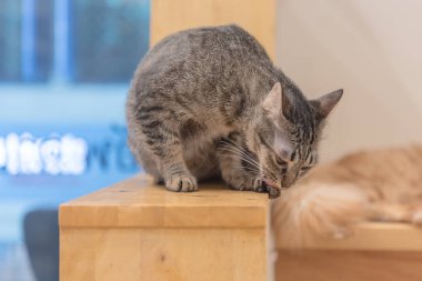 basamakta siting kedi 