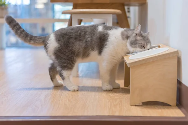 Chat mangeant de la nourriture séchée pour chat et du lait — Photo