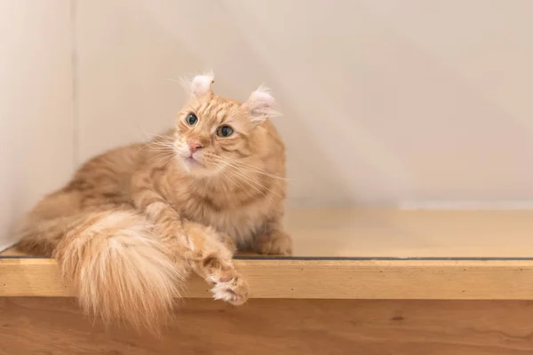 Gato en piso de madera — Foto de Stock