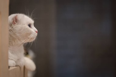 ahşap masanın üzerinde yatan kedi 