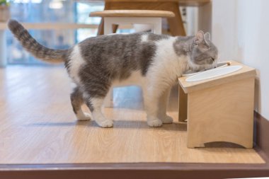 yeme kedi kedi yiyecek ve süt kurutulmuş 