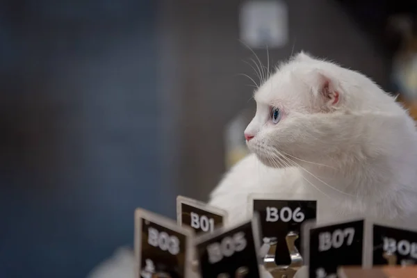 cute white cat sitting